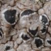 Schismatomma graphidioides